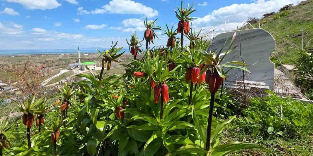 Bahar geldi doğa renklendi: Van ‘Ters laleler’ ile süslendi 1